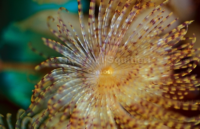 bluta0032.jpg