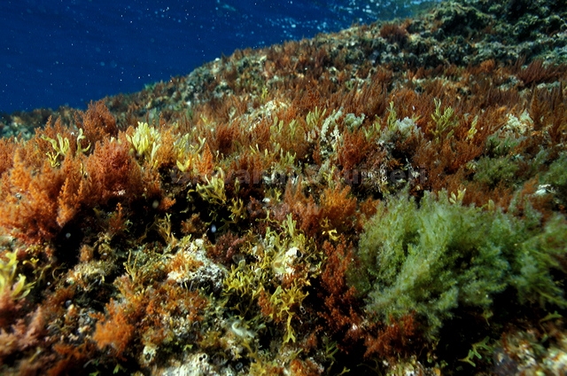 bluta0038.jpg