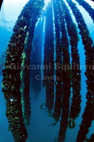 bluta0047.jpg