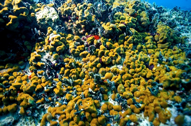 bluta0048.jpg