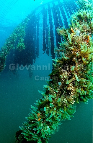bluta0049.jpg