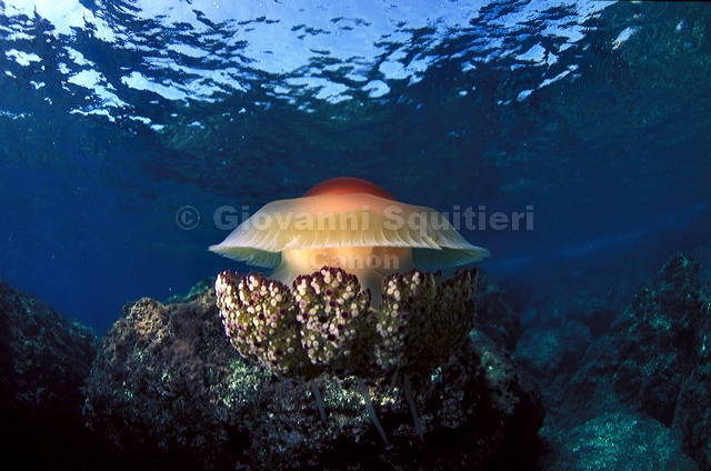bluta0065.jpg