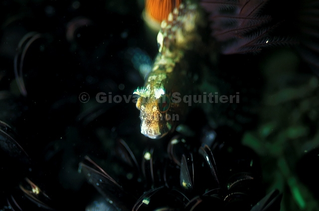 bluta0090.jpg
