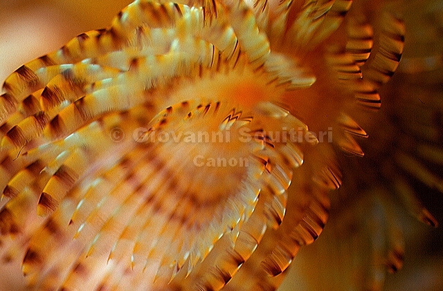 bluta0109.jpg