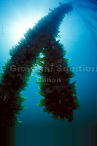 bluta0114.jpg