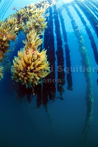bluta0117.jpg