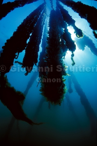 bluta0133.jpg