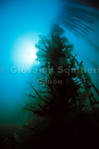 bluta0134.jpg