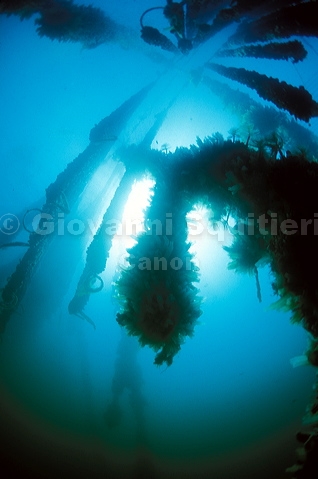 bluta0135.jpg