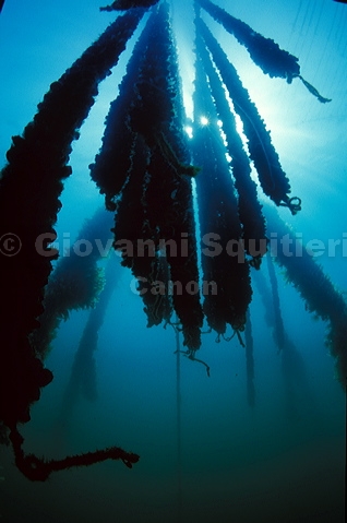 bluta0137.jpg