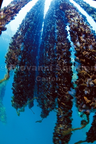 bluta0154.jpg