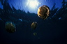 bluta0002