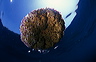 bluta0007