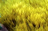 bluta0023