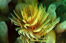 bluta0026