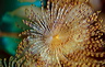 bluta0032
