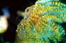 bluta0033