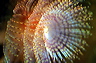 bluta0045