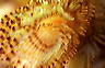 bluta0054