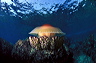 bluta0065