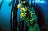 bluta0068