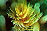 bluta0070